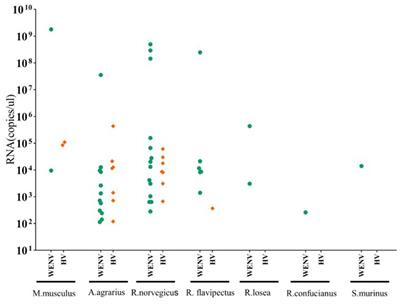 Co-circulation and co-infection of hantaviruses and Wenzhou mammarenavirus in small mammals and humans in Jiangxi, China
